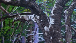 Sapsucker Tree, oil on canvas, 18" x 18" Sapsucker Tree, oil on canvas, 18" x 18"
