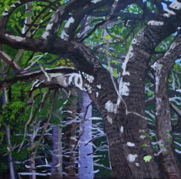 Sapsucker Tree, oil on canvas, 18" x 18"
