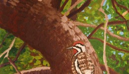 Yellow-Bellied Sapsucker on Old Apple, gouache on paper, 27" x 15" fr. Yellow-Bellied Sapsucker on Old Apple, gouache on paper, 27" x 15" fr.