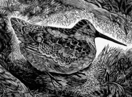 Woodcock, wood engraving, 4" x 3"