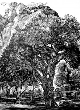 "Old Cottonwood," wood engraving, 8" x 6"