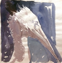 White Pelican, watercolor on paper, 9" x 8 5/8"