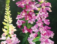 Susan Beebe, Foxgloves, oil on canvas, 30" x 20"