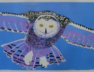 owl-beebe