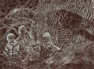 Susan Beebe, Cooper's Hawk with Nestlings, linoleum print, 18" x 24"